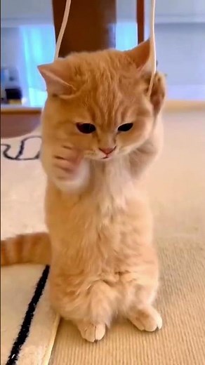 cute kitten play🐈🥰😺😹😻✨#shortvideo #cat #cute #kitten #funnyvideo