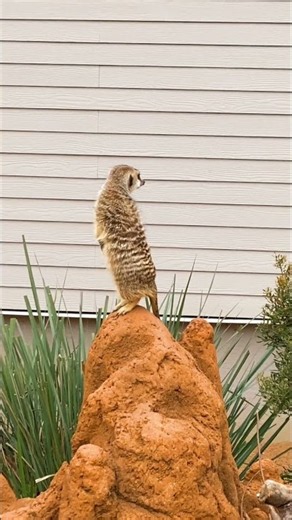 WHY DO MEERKATS ALWAYS STAND UP LIKE THIS? 👀🐾