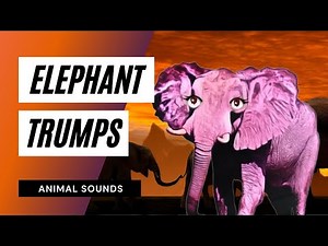 How A Elephant Trumpeting / Sound Effect / Animation