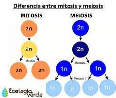 Mitosis y meiosis en el microscopio