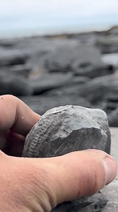 17K views · 508 reactions | Here are three stunning Yorkshire Ammonites that we found on the beach in huge loose shale slabs 撚 | Yorkshire Fossils | Facebook