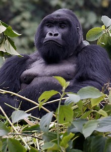 Mountain gorilla population on the rise
