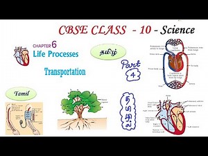 Life Processes in Tamil | Part 04, Class 10 Science Chapter 6 Biology in Tamil CBSE, NCERT Science