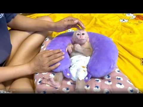 Baby monkey Miker so adorable