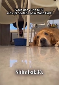Shimbalaiê: Cachorros Engraçados e Comédia