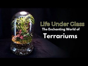 🌿 Mesmerizing Terrarium Growth Time-Lapse | 15 Days in Seconds! ⏳