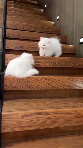 Short leg😅😅#cat #catsoftiktok #cats #fyp #tiltok