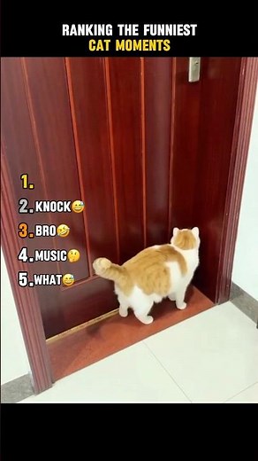 Ranking the Funniest Cat Moments 😂 #funny #hilarious