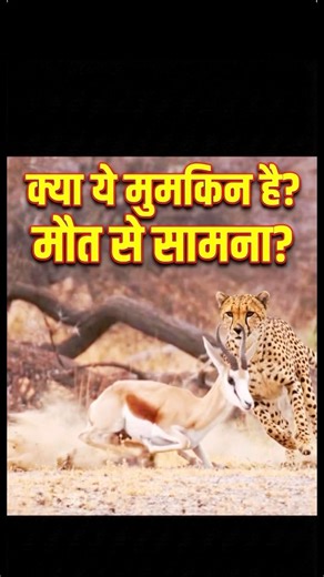 Cheetah vs Springbok #animals #wildlife #music #cheetah #deer #birds #usa