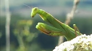 Documentaire | La passion des insectes