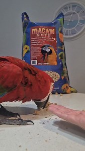 The foundation of our macaw diet here is Vetafarm Macaw Nuts. Macaws aren’t just “big parrots”; they have specific nutritional needs, including higher-quality fats, balanced protein, and consistency. A diet formulated specifically for macaws matters. That base is supported with fresh vegetables daily — leafy greens, crunchy veg, seasonal produce — and fruit in moderation. Fruit adds variety and enrichment, but it’s not the main event. The macaw nuts stay consistent; the fresh foods rotate. That 