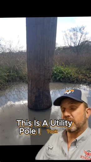 1M views · 15K reactions | Feral pigs rub against utility poles #feralpigs #Texas #hog #hunting #hunters #greenscreen #jamesbigleyranches | James Bigley Ranches | Facebook