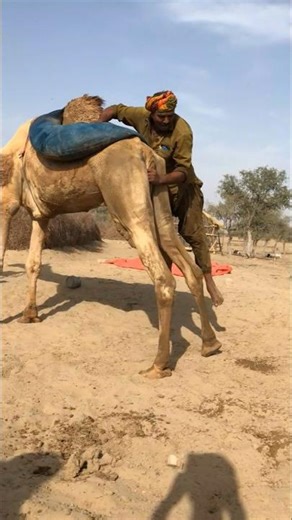 الصبي العجوز في الصحراء