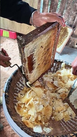‌Beehive propolis scraping process