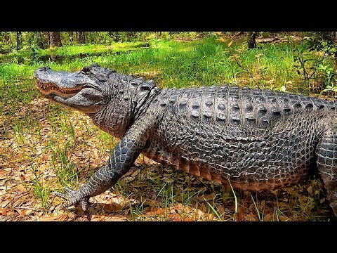 3 GATOR ATTACKS, 1 FATAL