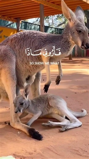 هذا خلق الله سورة لقمان~الآية11~القارئ #اسلام صبحي ~🎧