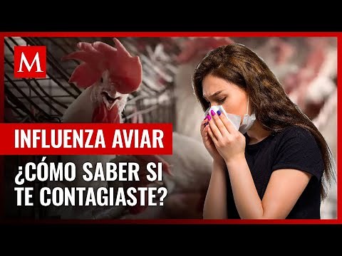 ¿Cuáles son los síntomas de la influenza aviar? Te contamos más sobre el virus