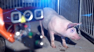 Digitale Transformation in China: Digitale Technologie hilft intelligenten Farmen. Die Kombination aus Digitalisierung und Tierhaltung wird zum Schlüssel für die Modernisierung der Industrie und eine nachhaltige Entwicklung.#lianghui #Digitalisierung #shiyun #Wirtschaft | CRI German