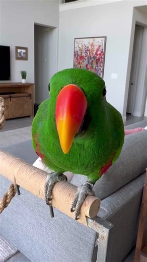 Gideon (4) and Galen (2) are male eclectus parrots. I have had Gideon since he was a baby. I adopted Galen last year. Even though they are the same species, they are very different. Galen is more outgoing and social, while Gideon is more reserved and likes his personal space. Further proof that every bird has their own distinct personality. #brothers #eclectus #eclectusparrot #gideon #galen #rescue