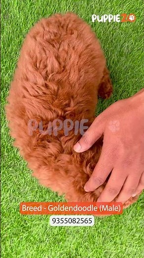 Meet Popey – The Cutest Chocolate Goldendoodle with Endless Zoomies #puppiezo #goldendoodle #puppy