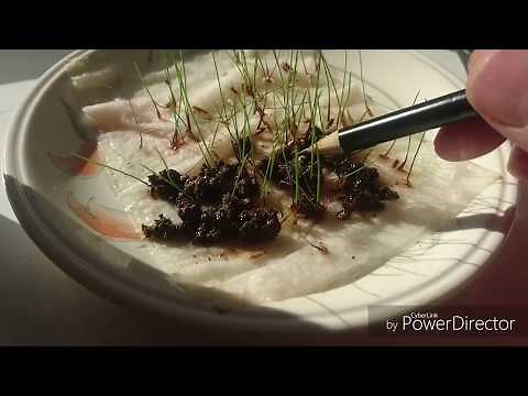 Rye grass germination test - Days 1 to11