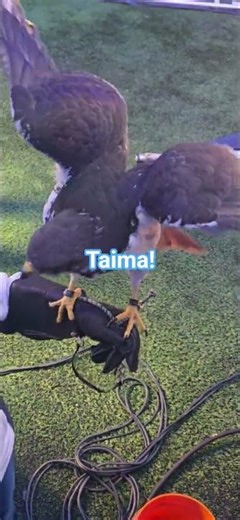 Taima the Hawk before the 49ers Playoff Game.