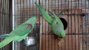 118K views · 4.1K reactions | My Talking Parrot Pair Talking and Dancing Shafin and Alex | Parrot Paradise | Facebook