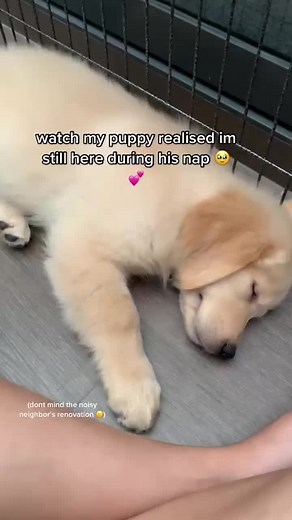 Adorable Puppy Smiling - Heartwarming Moments