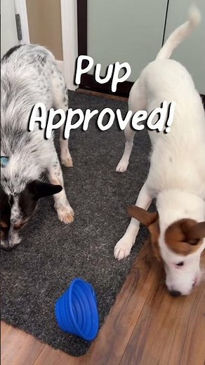 Bone Broth Goodness for Your Pups!