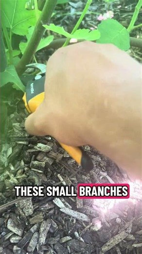 Fig Tree pruning in a cold climate