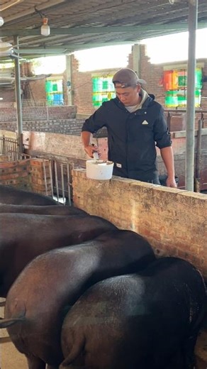 Amazing Pig Feed Farming #enjoyrurallife #naturerurallife #rurallife #mycountrylife #pigfeed