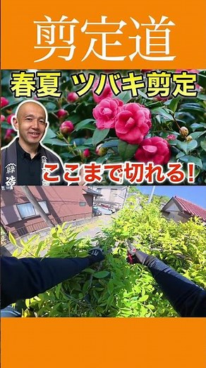 《ここまで切れる》ツバキの春夏剪定 見つけたい枝はこれ！！ #剪定方法 #庭作業 #庭木の管理 #ツバキ #剪定鋏 #初心者 #庭木の手入れ #庭木の剪定 #庭木の整理