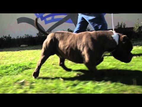 American bully - little sphinx