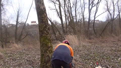 Precision Tree Cutting with STIHL 461 and 660 in the Wild