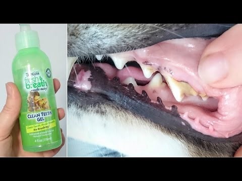 Tropiclean Fresh Breath Dog Teeth Cleaning Gel Review