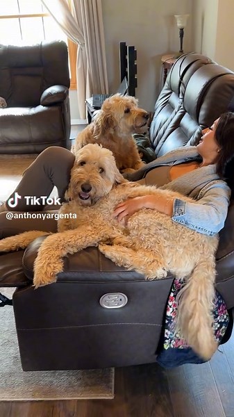 Snack time 🫠😋😋 #DogBuffett #springfield #Dogs4Dinner @Kennedy argenta