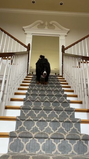 Weller thought this sounded like a pretty good plan for the day 😆 #bernesemountaindog #rescuedog #doglover | The Berner Bunch