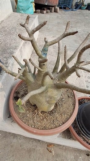 Adenium #youtubeshorts #nature #arabicum #desertrose