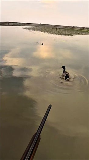 This Duck’s Reaction Shocked Everyone😱🦆 | #waterfowlhunting #duckhunting #birdhunting #outdoors