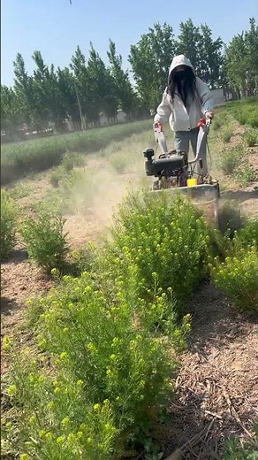 Powerful Walk-Behind Flail Mower in Action