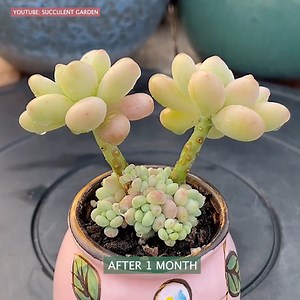1.4M views · 10K reactions | Nice tips for your succulents | Succulents | Facebook