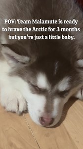 8.7K views · 461 reactions | This 9 week old girl is tuckered out from hard puppying! Meanwhile, Team Malamute and I are just about ready to set off! Check out our Substack subscription for real-time audio updates during our 3 month expedition! Link in bio. #alaskanmalamute #puppies #cute | Joe Henderson / Alaskan Arctic Expeditions | Facebook