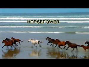ACESoft Veterinary High Horsepower Management Software