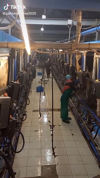 Automated Cow Milking Process at Dairy Farm
