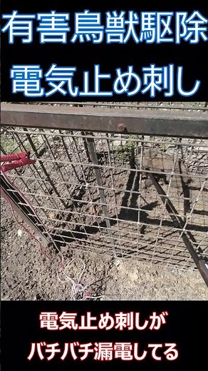 【有害鳥獣駆除】 箱罠 いのしし🐗❗️ 電気止め刺し漏電 #狩猟ユーチューバー #有害鳥獣駆除 #ライフル射撃 #ジビエ #猟師
