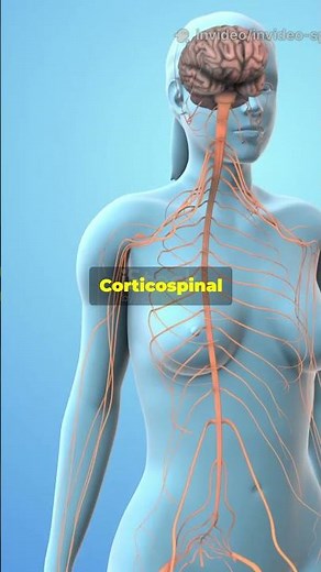 Unlock the Spinal Cord 🧠 Sensory vs Motor Pathways Explained | Med #Shorts #Neuro #medicine