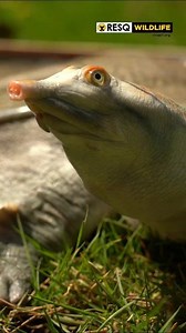 2.2K views · 63 reactions | Leith's Softshell Turtle is a vulnerable species of turtle endemic to the Indian Peninsula. This one was kept in captivity for over a year until he was surrendered to us. We released him in a suitable habitat after being examined by our vets. Watch him swim to his freedom. #wildlife #wildlife_perfection #leithssoftshellturtle #pune #rescueanimalsofinstagram #animalrescue | RESQ Charitable Trust | Facebook