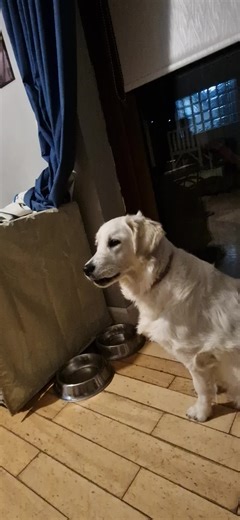 my luna doesn't like the traitors #thetraitors