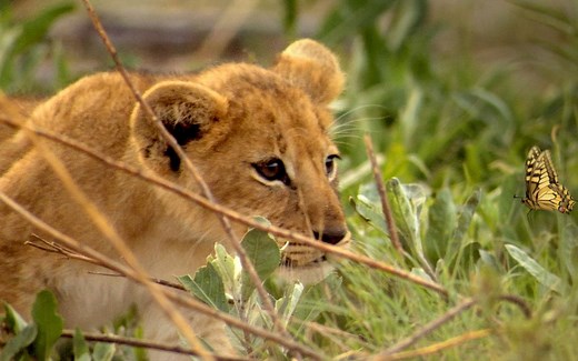 【Netflix网飞儿童科普短片英文原生字幕超清1080P+画质收藏版】假如我是飞禽走兽第一季全十三集 If I Were an Animal