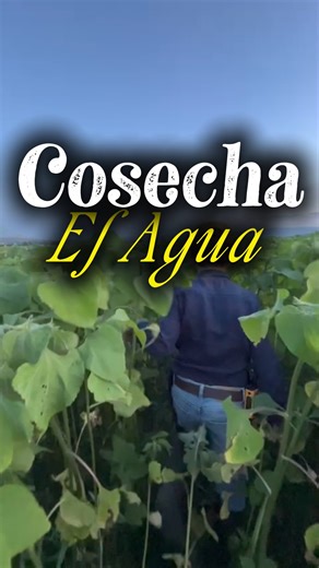 Canales de infiltración: lo que antes escurría, ahora se queda y se infiltra. #canalesdeinfiltración #aguainfiltra #sininfiltracionnada #zonasdeinfiltración #agua #maseficiente | MasHumus